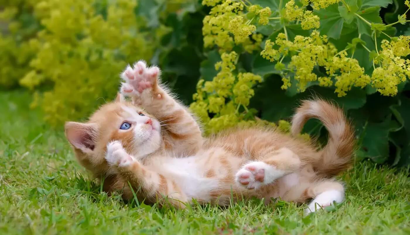 Expert advice on choosing kittens