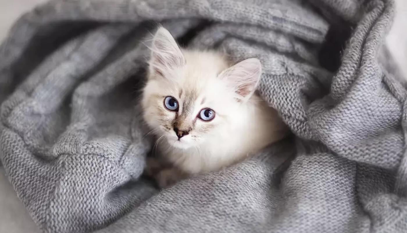 Male and female cats