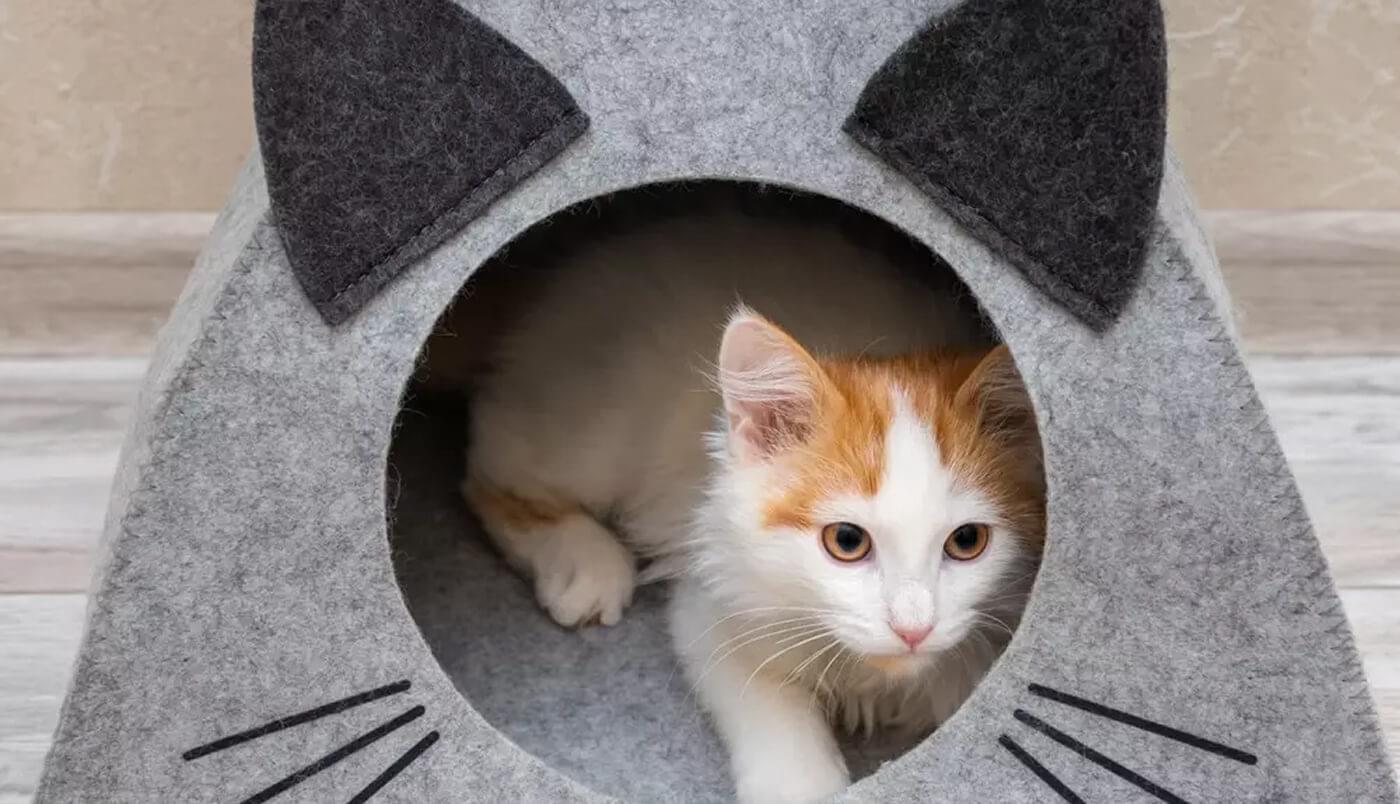 Show quality kittens
