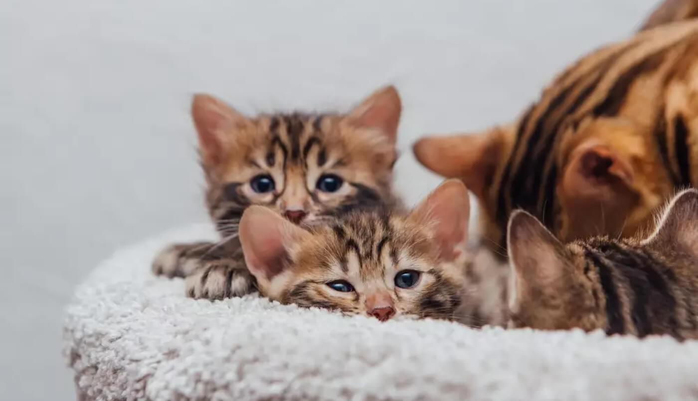 Kittens of different ages
