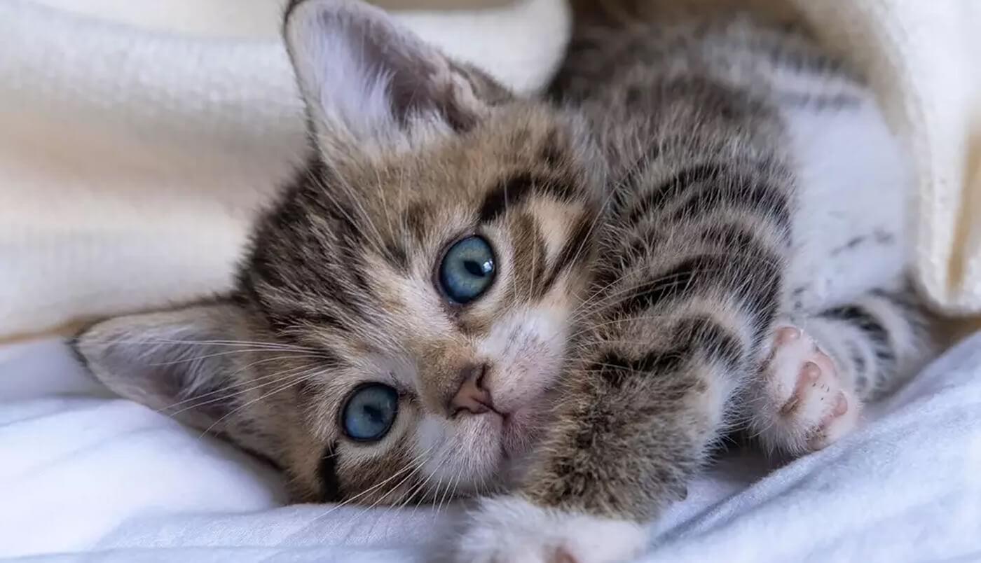 Visiting a cattery